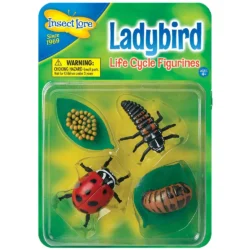 Ciclo di vita della coccinella